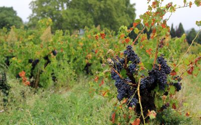 Les meilleurs plats pour accompagner un Chateauneuf-du-Pape